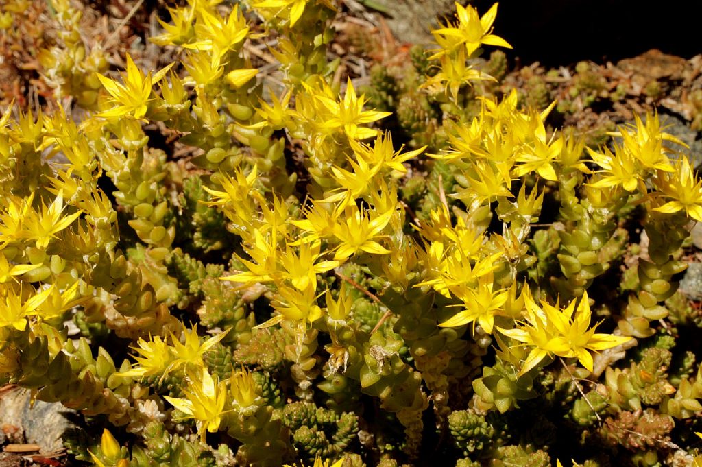 Sedum acre